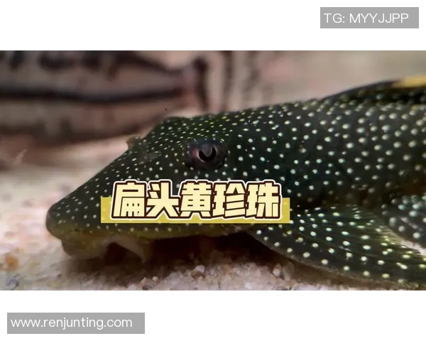 足球界扁头球星揭秘谁是最具代表性的扁头球员